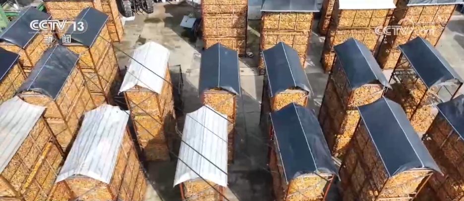 上海儿童医学中心黄牛代挂号电话票贩子号贩子网上预约挂号,住院检查加快,秋收一线观察 | 告别“地趴粮” 住进“好房子” 各地秋粮收储有“粮”方