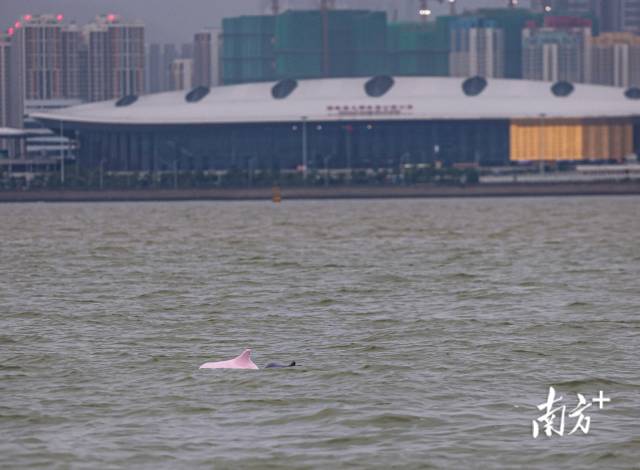 
重庆儿童医院黄牛代挂号电话票贩子号贩子网上预约挂号,住院检查加快,“喜洋洋”“乐融融”本尊现身！中华白海豚畅游港珠澳大桥为十五运会助阵