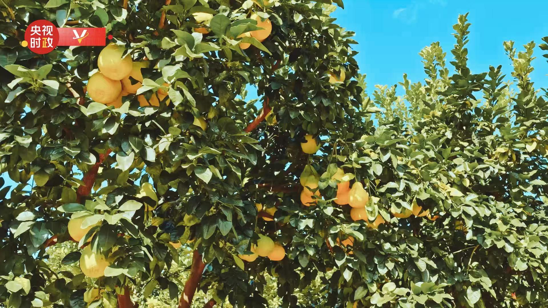 
代挂姜玉武的号黄牛代挂号电话票贩子号贩子网上预约挂号,住院检查加快,习近平广东行丨富民兴村“柚”产业——走进南福金柚种植基地