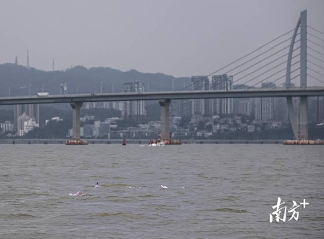 
重庆儿童医院黄牛代挂号电话票贩子号贩子网上预约挂号,住院检查加快,“喜洋洋”“乐融融”本尊现身！中华白海豚畅游港珠澳大桥为十五运会助阵