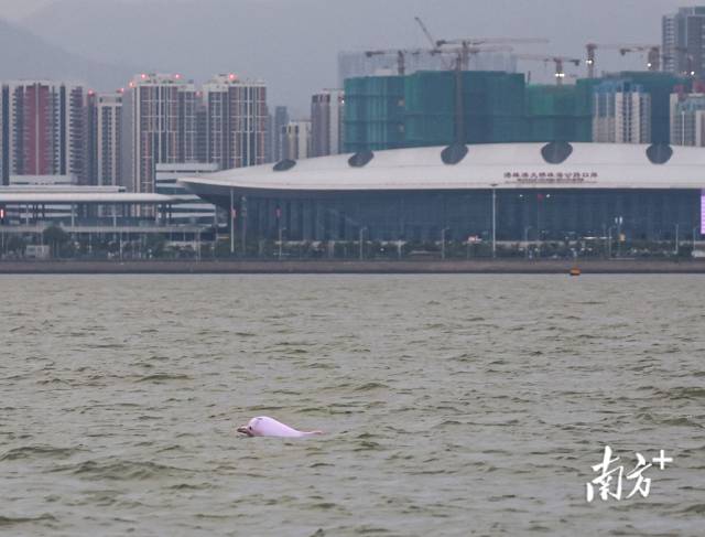 
重庆儿童医院黄牛代挂号电话票贩子号贩子网上预约挂号,住院检查加快,“喜洋洋”“乐融融”本尊现身！中华白海豚畅游港珠澳大桥为十五运会助阵