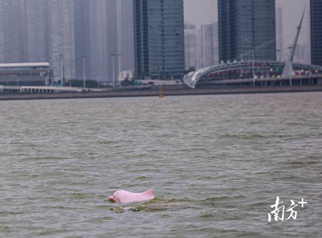 
重庆儿童医院黄牛代挂号电话票贩子号贩子网上预约挂号,住院检查加快,“喜洋洋”“乐融融”本尊现身！中华白海豚畅游港珠澳大桥为十五运会助阵