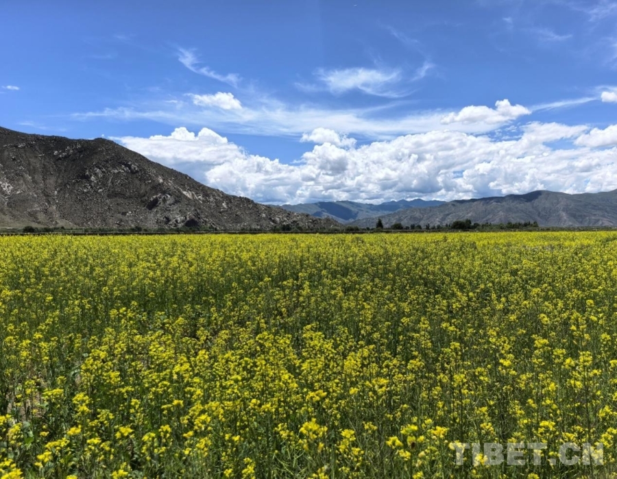 
南京明基医院黄牛代挂号电话票贩子号贩子网上预约挂号,住院检查加快,【牢记嘱托 共建美丽新西藏】雪域种油菜 种出乡村振兴好光景