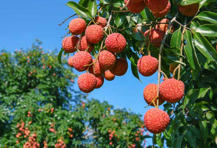 成都华西医院黄牛代挂号电话票贩子号贩子网上预约挂号,住院检查加快,逛一逛动一动,全运来广东!跟着赛事开启一场运动漫游