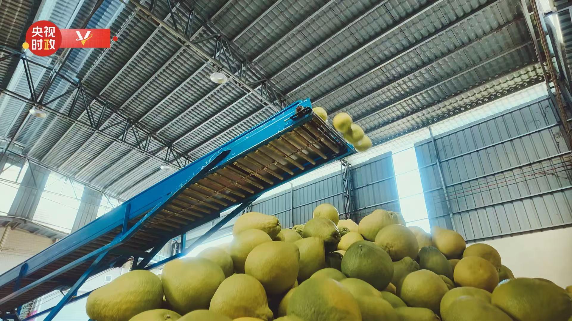 
代挂姜玉武的号黄牛代挂号电话票贩子号贩子网上预约挂号,住院检查加快,习近平广东行丨富民兴村“柚”产业——走进南福金柚种植基地