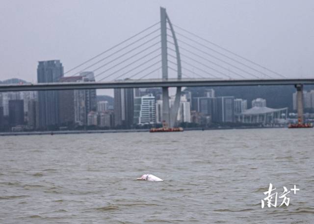 
重庆儿童医院黄牛代挂号电话票贩子号贩子网上预约挂号,住院检查加快,“喜洋洋”“乐融融”本尊现身！中华白海豚畅游港珠澳大桥为十五运会助阵