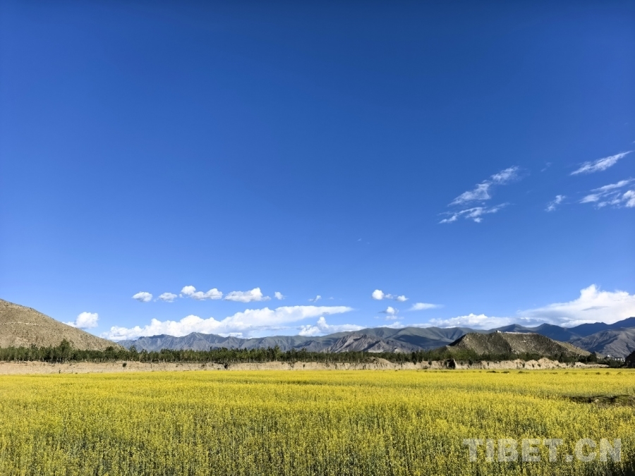 
南京明基医院黄牛代挂号电话票贩子号贩子网上预约挂号,住院检查加快,【牢记嘱托 共建美丽新西藏】雪域种油菜 种出乡村振兴好光景
