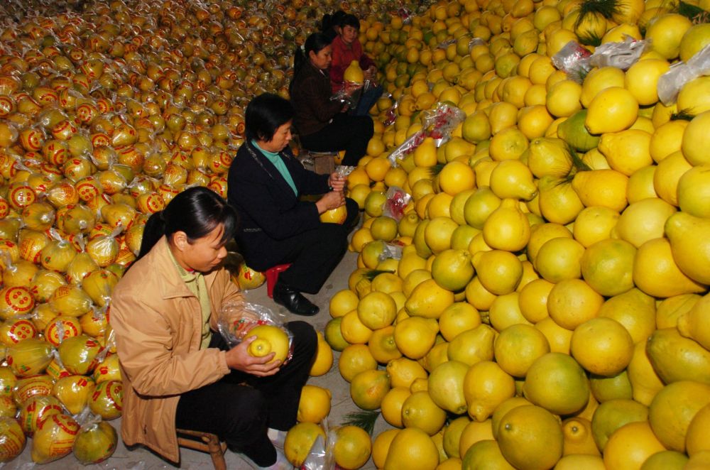 
西安西京医院黄牛代挂号电话票贩子号贩子网上预约挂号,住院检查加快,第1视点｜乡村振兴路 金柚正飘香