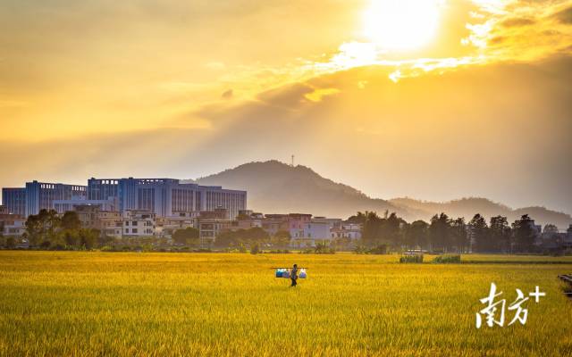 
中山大学肿瘤医院黄牛代挂号电话票贩子号贩子网上预约挂号,住院检查加快,文化中国行·立冬 | 岭南立冬春意同，新梅万朵映晴空