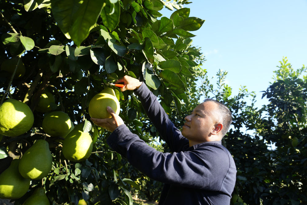 
西安西京医院黄牛代挂号电话票贩子号贩子网上预约挂号,住院检查加快,第1视点｜乡村振兴路 金柚正飘香