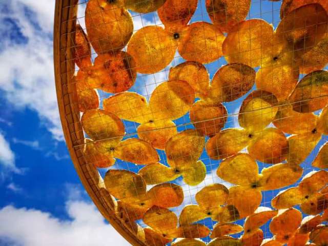 
中山大学肿瘤医院黄牛代挂号电话票贩子号贩子网上预约挂号,住院检查加快,文化中国行·立冬 | 岭南立冬春意同，新梅万朵映晴空