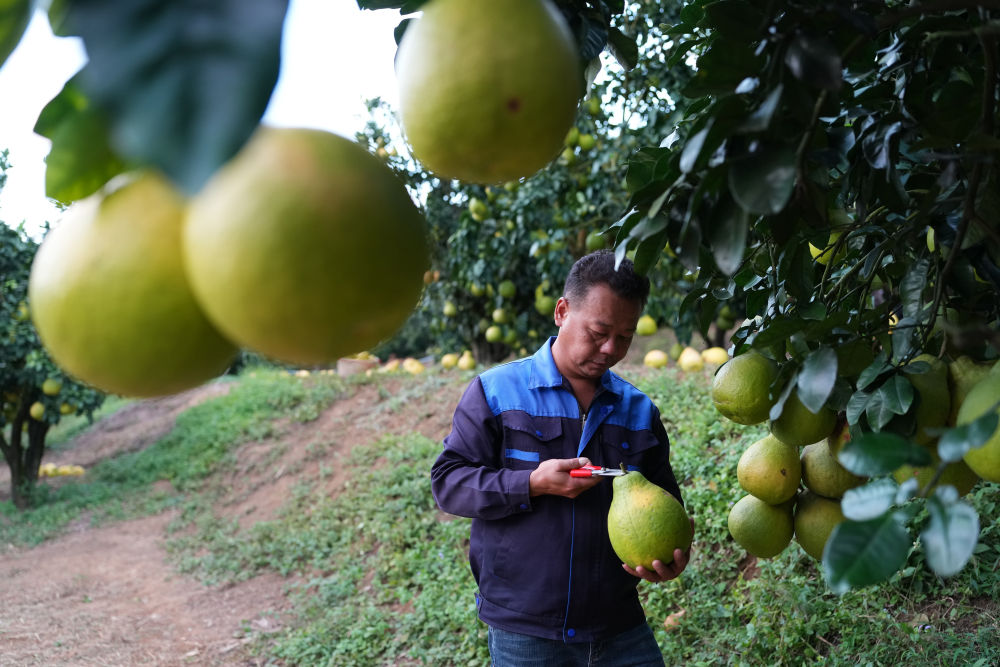 
西安西京医院黄牛代挂号电话票贩子号贩子网上预约挂号,住院检查加快,第1视点｜乡村振兴路 金柚正飘香