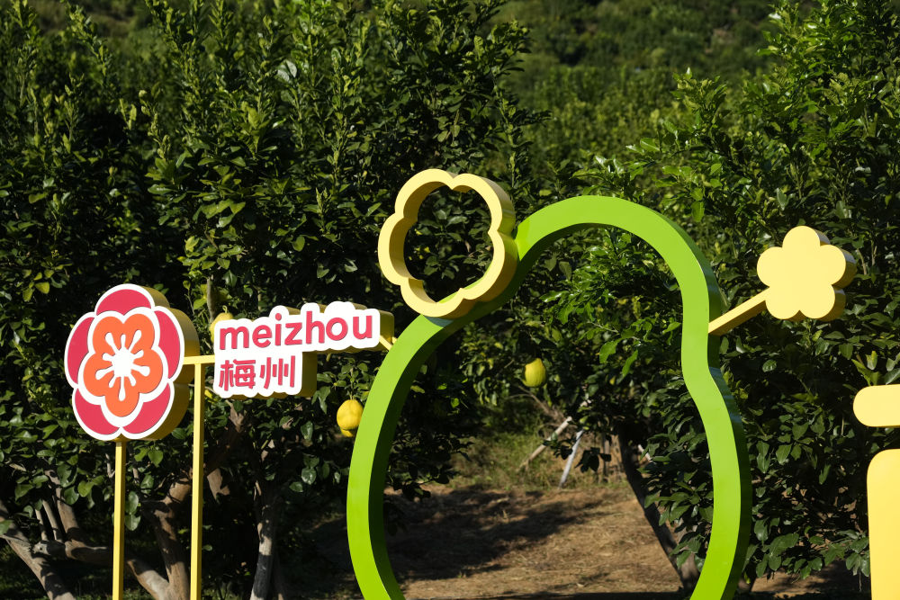 
西安西京医院黄牛代挂号电话票贩子号贩子网上预约挂号,住院检查加快,第1视点｜乡村振兴路 金柚正飘香