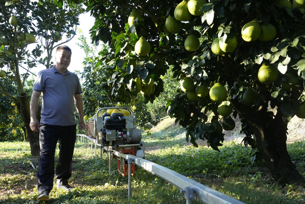 
西安西京医院黄牛代挂号电话票贩子号贩子网上预约挂号,住院检查加快,第1视点｜乡村振兴路 金柚正飘香