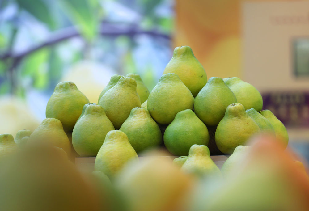 
西安西京医院黄牛代挂号电话票贩子号贩子网上预约挂号,住院检查加快,第1视点｜乡村振兴路 金柚正飘香