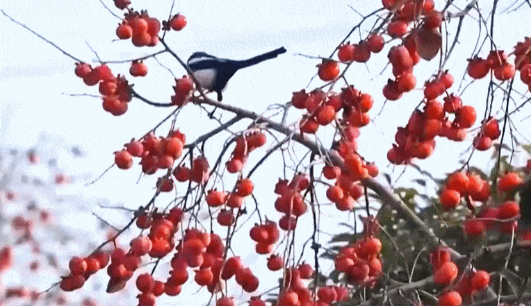 北医六院黄牛代挂号电话票贩子号贩子网上预约挂号,住院检查加快,文化中国行丨二十四节气·立冬 在沉静中孕育下一场春暖花开