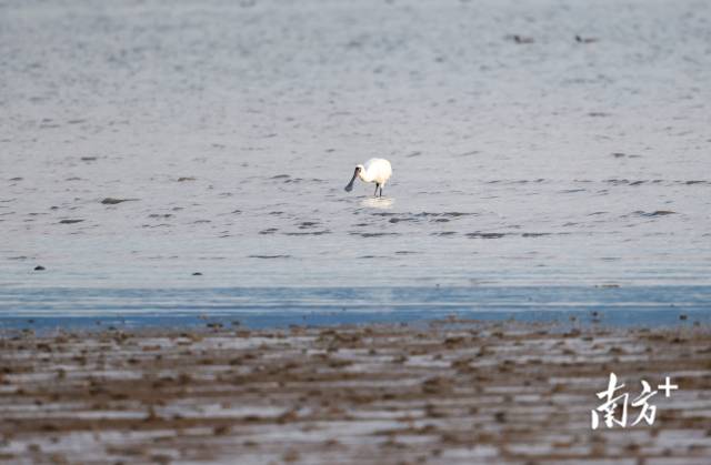 
中山大学肿瘤医院黄牛代挂号电话票贩子号贩子网上预约挂号,住院检查加快,文化中国行·立冬 | 岭南立冬春意同，新梅万朵映晴空
