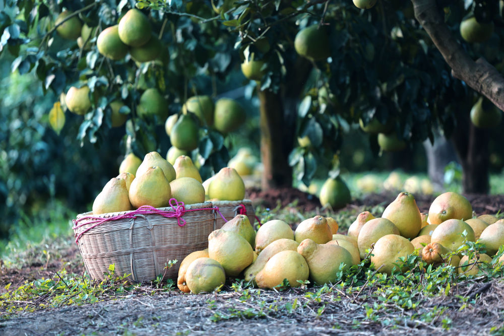 
西安西京医院黄牛代挂号电话票贩子号贩子网上预约挂号,住院检查加快,第1视点｜乡村振兴路 金柚正飘香
