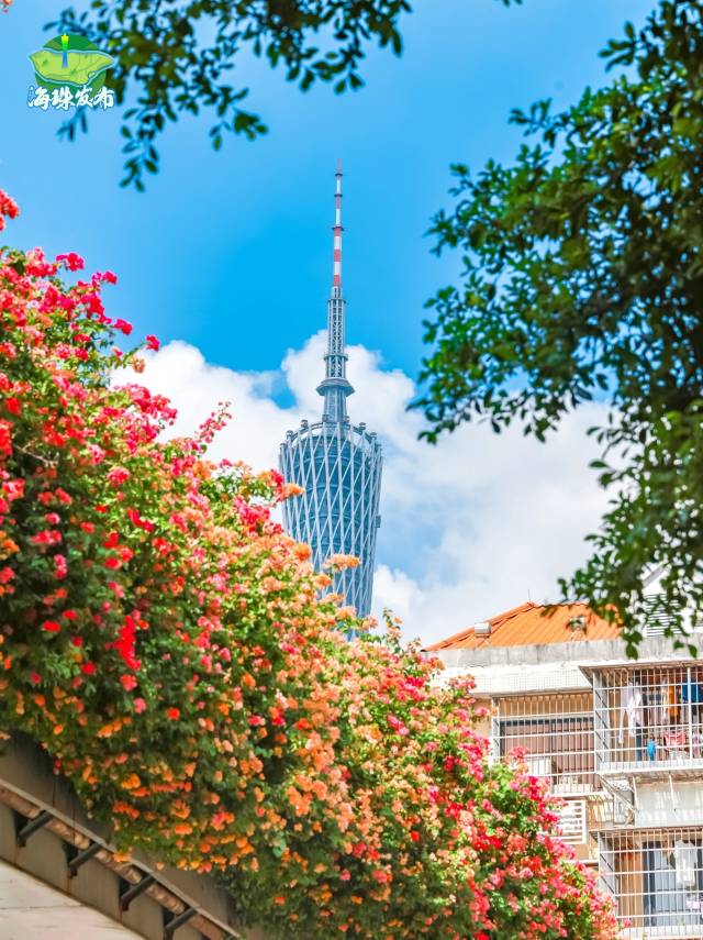 
中山大学肿瘤医院黄牛代挂号电话票贩子号贩子网上预约挂号,住院检查加快,文化中国行·立冬 | 岭南立冬春意同，新梅万朵映晴空