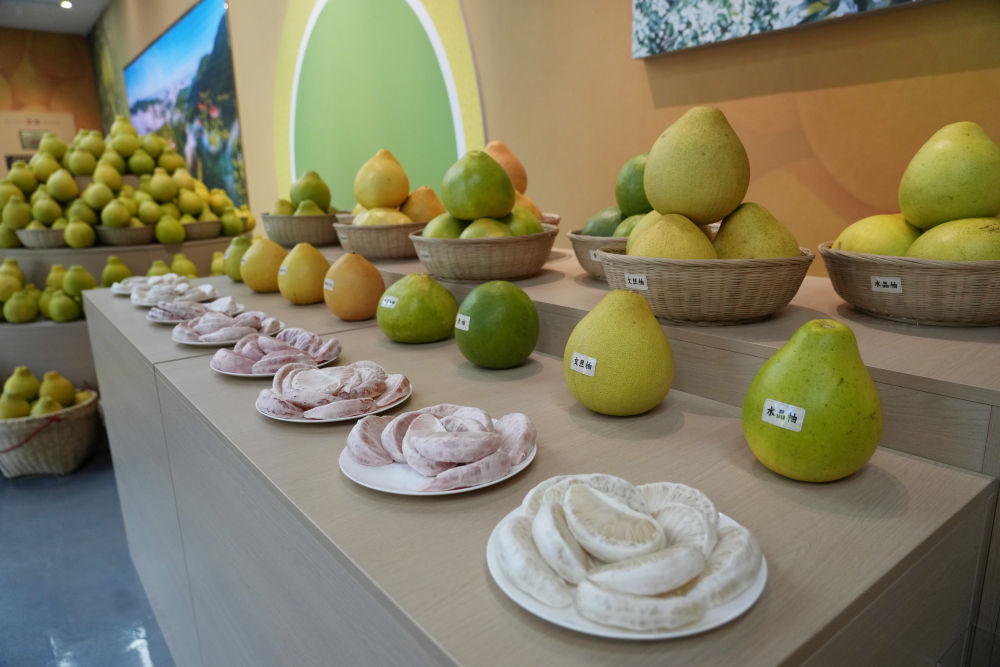 
西安西京医院黄牛代挂号电话票贩子号贩子网上预约挂号,住院检查加快,第1视点｜乡村振兴路 金柚正飘香