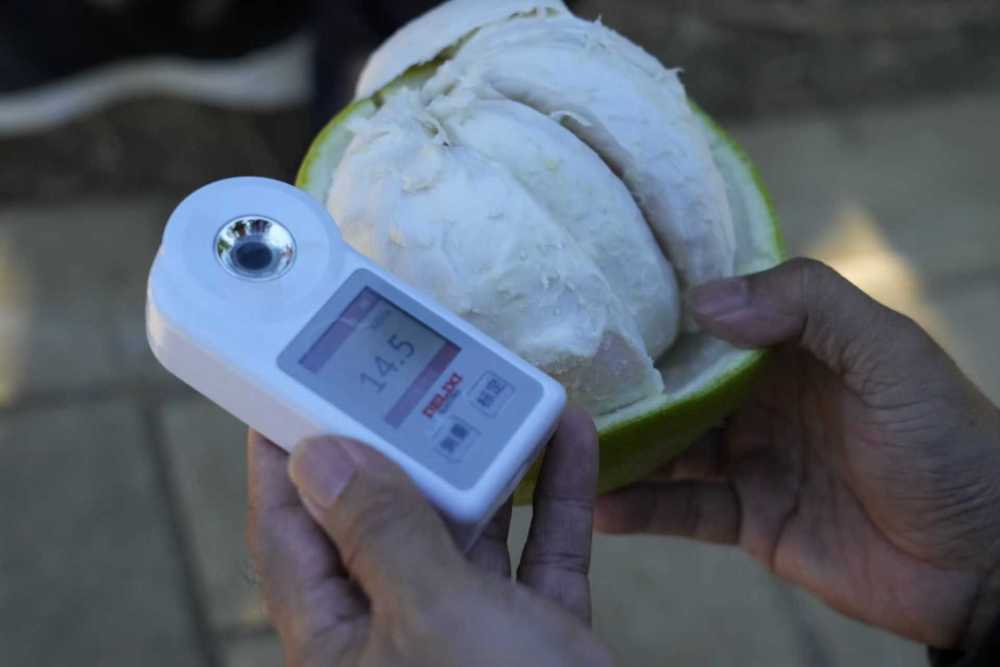 
西安西京医院黄牛代挂号电话票贩子号贩子网上预约挂号,住院检查加快,第1视点｜乡村振兴路 金柚正飘香