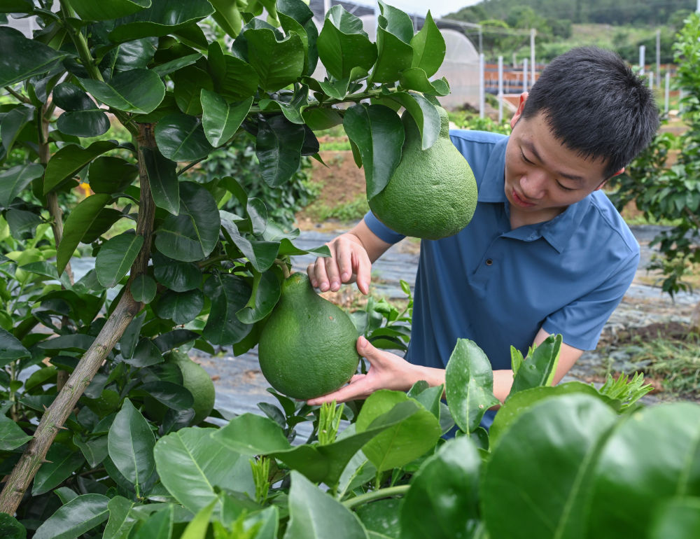 
西安西京医院黄牛代挂号电话票贩子号贩子网上预约挂号,住院检查加快,第1视点｜乡村振兴路 金柚正飘香