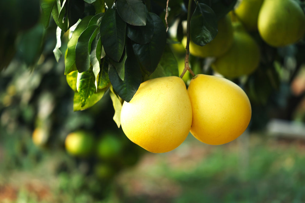
西安西京医院黄牛代挂号电话票贩子号贩子网上预约挂号,住院检查加快,第1视点｜乡村振兴路 金柚正飘香