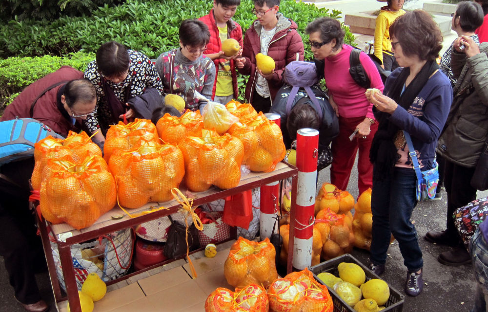 
西安西京医院黄牛代挂号电话票贩子号贩子网上预约挂号,住院检查加快,第1视点｜乡村振兴路 金柚正飘香