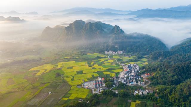 
中山大学肿瘤医院黄牛代挂号电话票贩子号贩子网上预约挂号,住院检查加快,文化中国行·立冬 | 岭南立冬春意同，新梅万朵映晴空