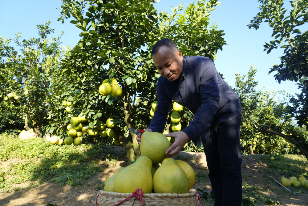 
西安西京医院黄牛代挂号电话票贩子号贩子网上预约挂号,住院检查加快,第1视点｜乡村振兴路 金柚正飘香