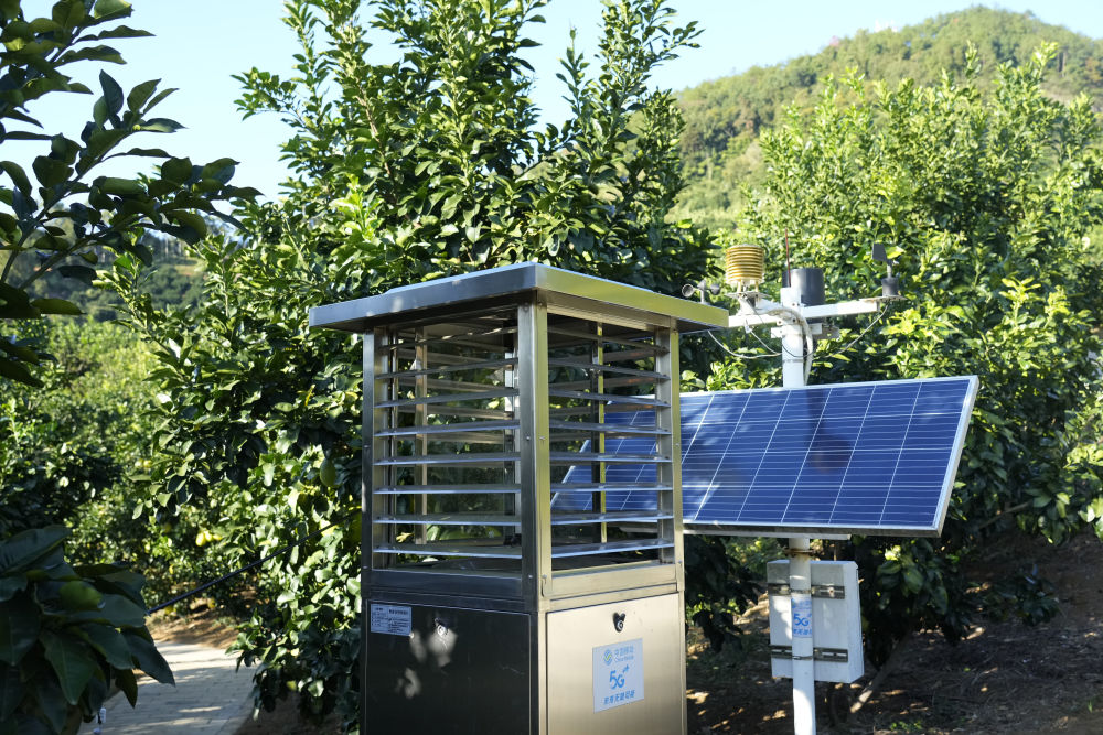 
西安西京医院黄牛代挂号电话票贩子号贩子网上预约挂号,住院检查加快,第1视点｜乡村振兴路 金柚正飘香