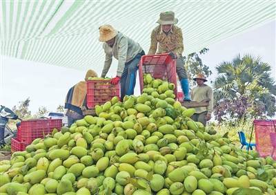 
北大医院黄牛代挂号电话票贩子号贩子网上预约挂号,住院检查加快,小果干带来大合作（进博会故事）