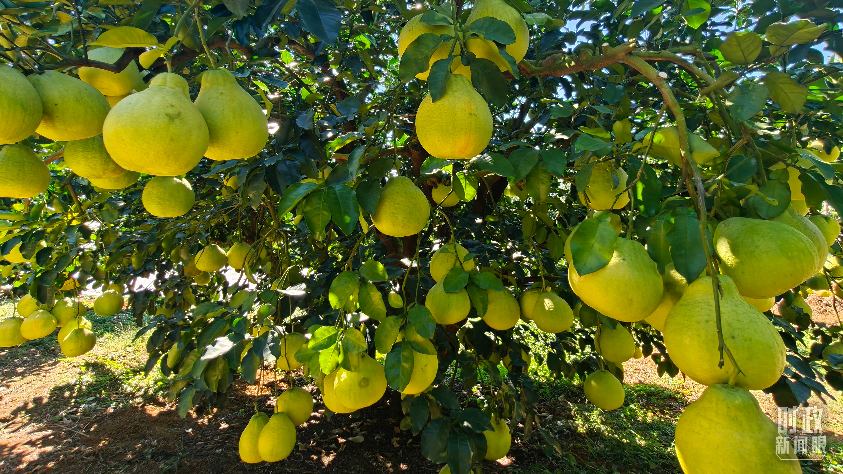 
北京中医药大学东直门医院黄牛代挂号电话票贩子号贩子网上预约挂号,住院检查加快,时政新闻眼丨“十五五”如何走在前、作示范、挑大梁？习近平为广东发展作出战略指引