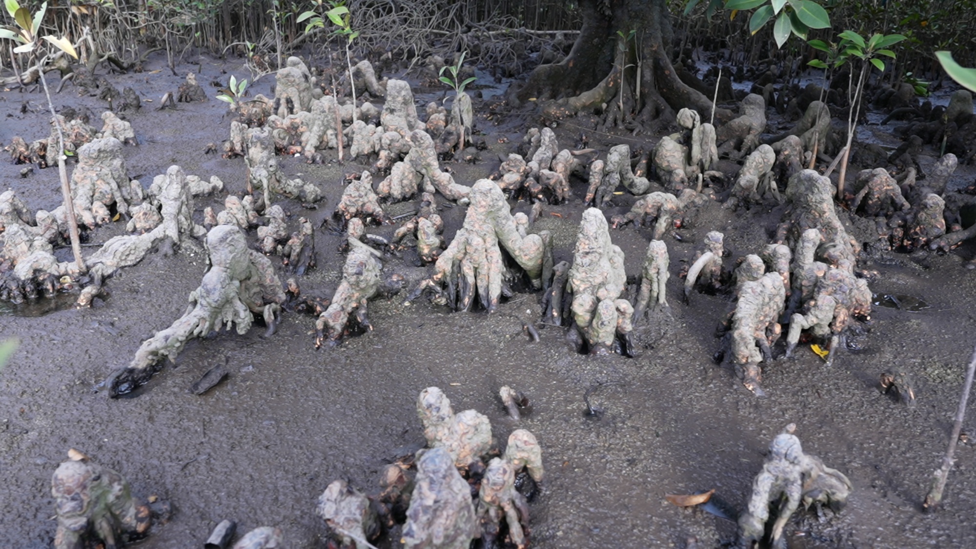 
首都医科大学附属安贞医院黄牛代挂号电话票贩子号贩子网上预约挂号,住院检查加快,行进的海岸线｜国家级美丽海湾优秀案例 15载“海底造林”让三亚海棠焕新