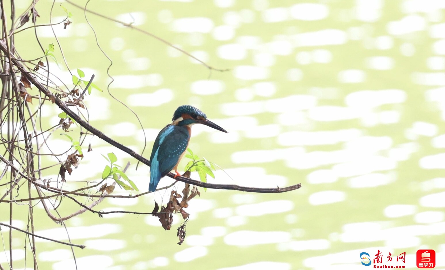 
北京鼓楼医院孙凌云黄牛代挂号电话票贩子号贩子网上预约挂号,住院检查加快,深e度｜观鸟，看见大湾区生态的脉动