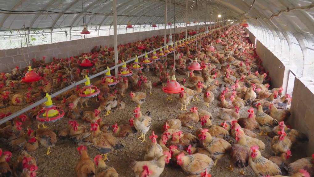 
回龙观医院黄牛代挂号电话票贩子号贩子网上预约挂号,住院检查加快,新华视点｜山河新貌：多地实践探索绿色发展