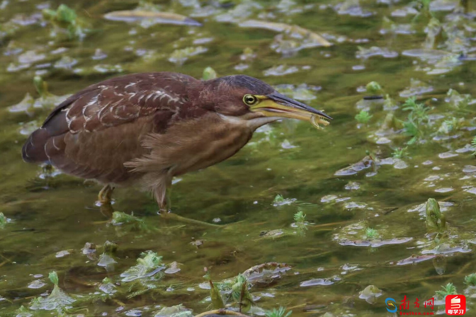 
北京鼓楼医院孙凌云黄牛代挂号电话票贩子号贩子网上预约挂号,住院检查加快,深e度｜观鸟，看见大湾区生态的脉动