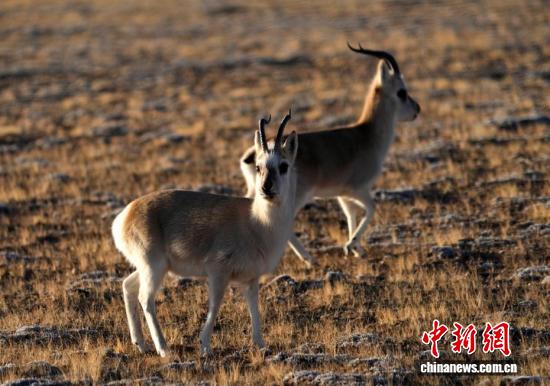 
北京302医院黄牛代挂号电话票贩子号贩子网上预约挂号,住院检查加快,“爱心萌物”藏原羚藏北高原路边漫步