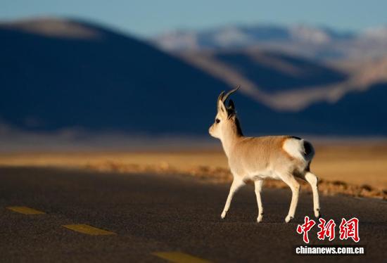 
北京302医院黄牛代挂号电话票贩子号贩子网上预约挂号,住院检查加快,“爱心萌物”藏原羚藏北高原路边漫步