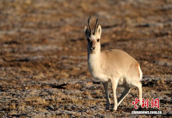 
北京302医院黄牛代挂号电话票贩子号贩子网上预约挂号,住院检查加快,“爱心萌物”藏原羚藏北高原路边漫步