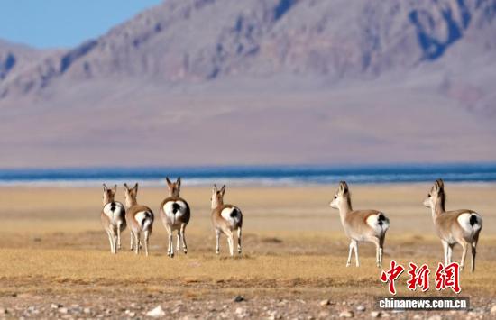 
北京302医院黄牛代挂号电话票贩子号贩子网上预约挂号,住院检查加快,“爱心萌物”藏原羚藏北高原路边漫步