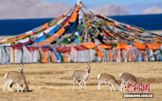 
北京302医院黄牛代挂号电话票贩子号贩子网上预约挂号,住院检查加快,“爱心萌物”藏原羚藏北高原路边漫步