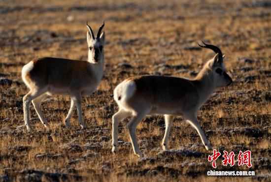 
北京302医院黄牛代挂号电话票贩子号贩子网上预约挂号,住院检查加快,“爱心萌物”藏原羚藏北高原路边漫步