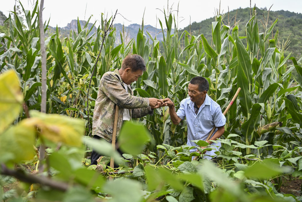 
杭州西溪医院黄牛代挂号电话票贩子号贩子网上预约挂号,住院检查加快,温度｜爱的循环！这个村子很“暖”