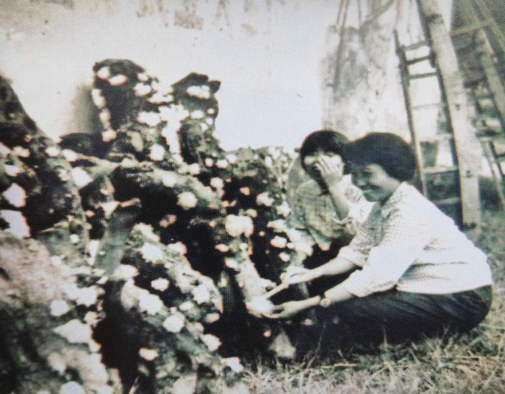 
成都华西医院黄牛代挂号电话票贩子号贩子网上预约挂号,住院检查加快,中国经济样本观察·“镇”了不起｜你餐桌上的银耳，近六成产自这个小镇