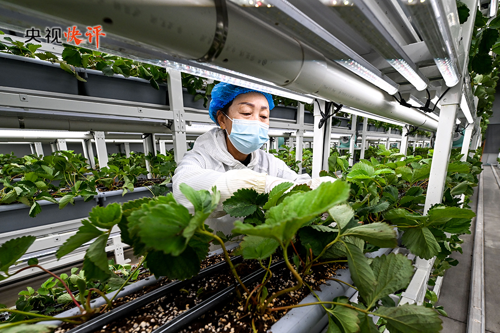 
成都华西医院黄牛代挂号电话票贩子号贩子网上预约挂号,住院检查加快,【央视快评】锚定农业农村现代化 扎实推进乡村全面振兴 推动城乡融合发展