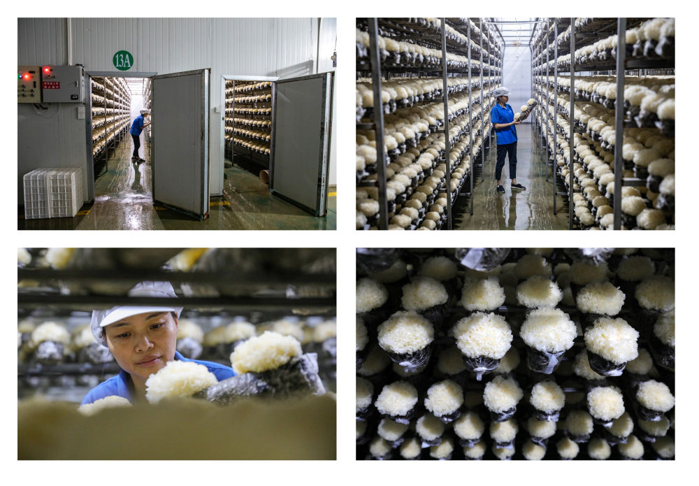 
成都华西医院黄牛代挂号电话票贩子号贩子网上预约挂号,住院检查加快,中国经济样本观察·“镇”了不起｜你餐桌上的银耳，近六成产自这个小镇