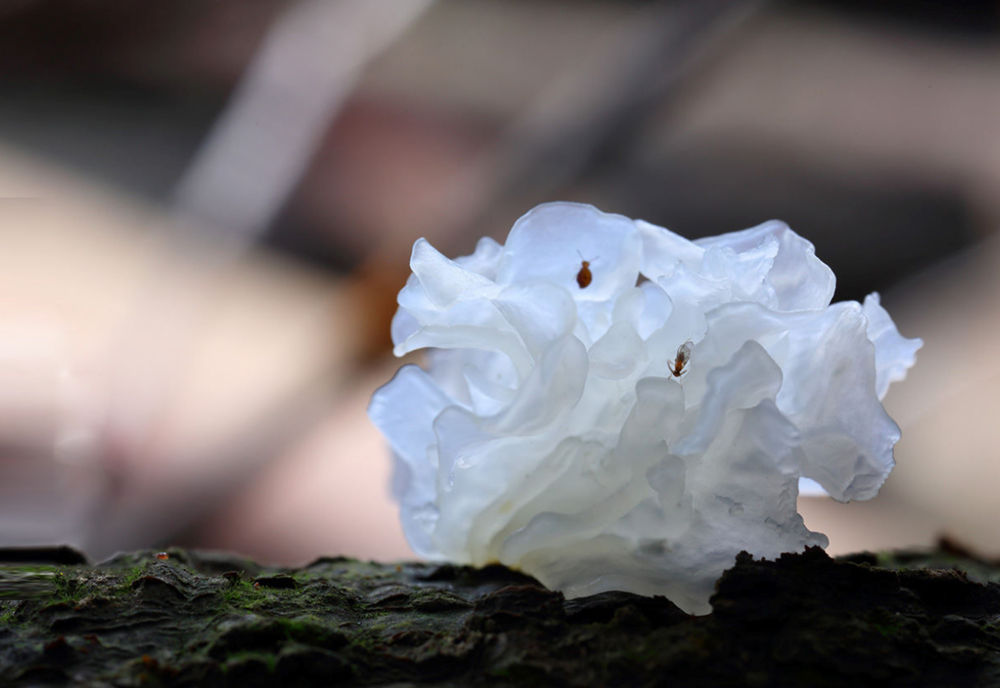 
成都华西医院黄牛代挂号电话票贩子号贩子网上预约挂号,住院检查加快,中国经济样本观察·“镇”了不起｜你餐桌上的银耳，近六成产自这个小镇