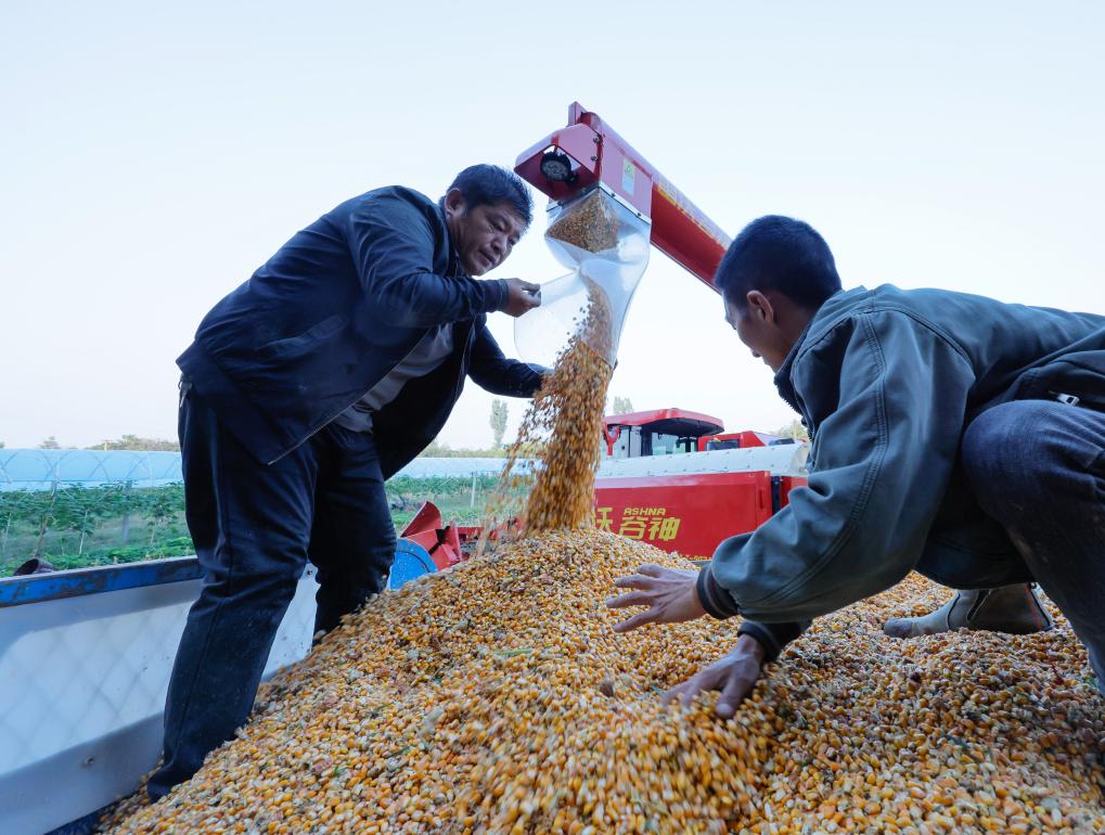 
上海仁济医院黄牛代挂号电话票贩子号贩子网上预约挂号,住院检查加快,数览中国脉动｜粮稳天下安！“大国粮仓”高位增产