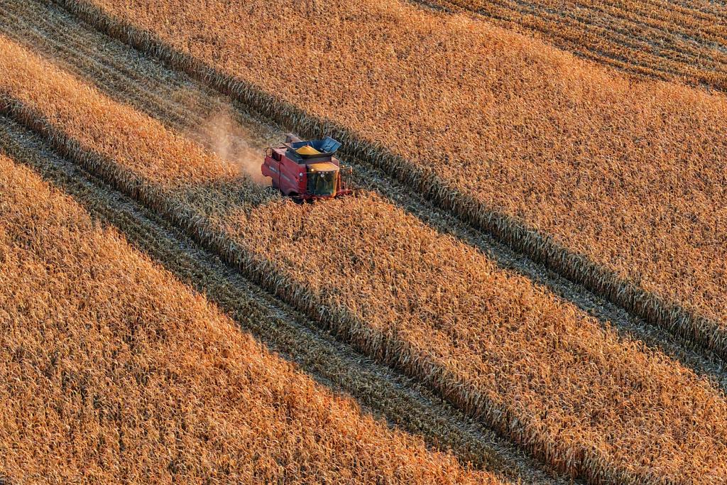 
上海仁济医院黄牛代挂号电话票贩子号贩子网上预约挂号,住院检查加快,数览中国脉动｜粮稳天下安！“大国粮仓”高位增产